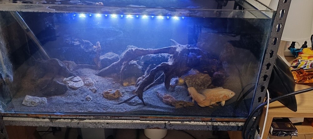 For Sale – 2 Complete Aquariums - 6