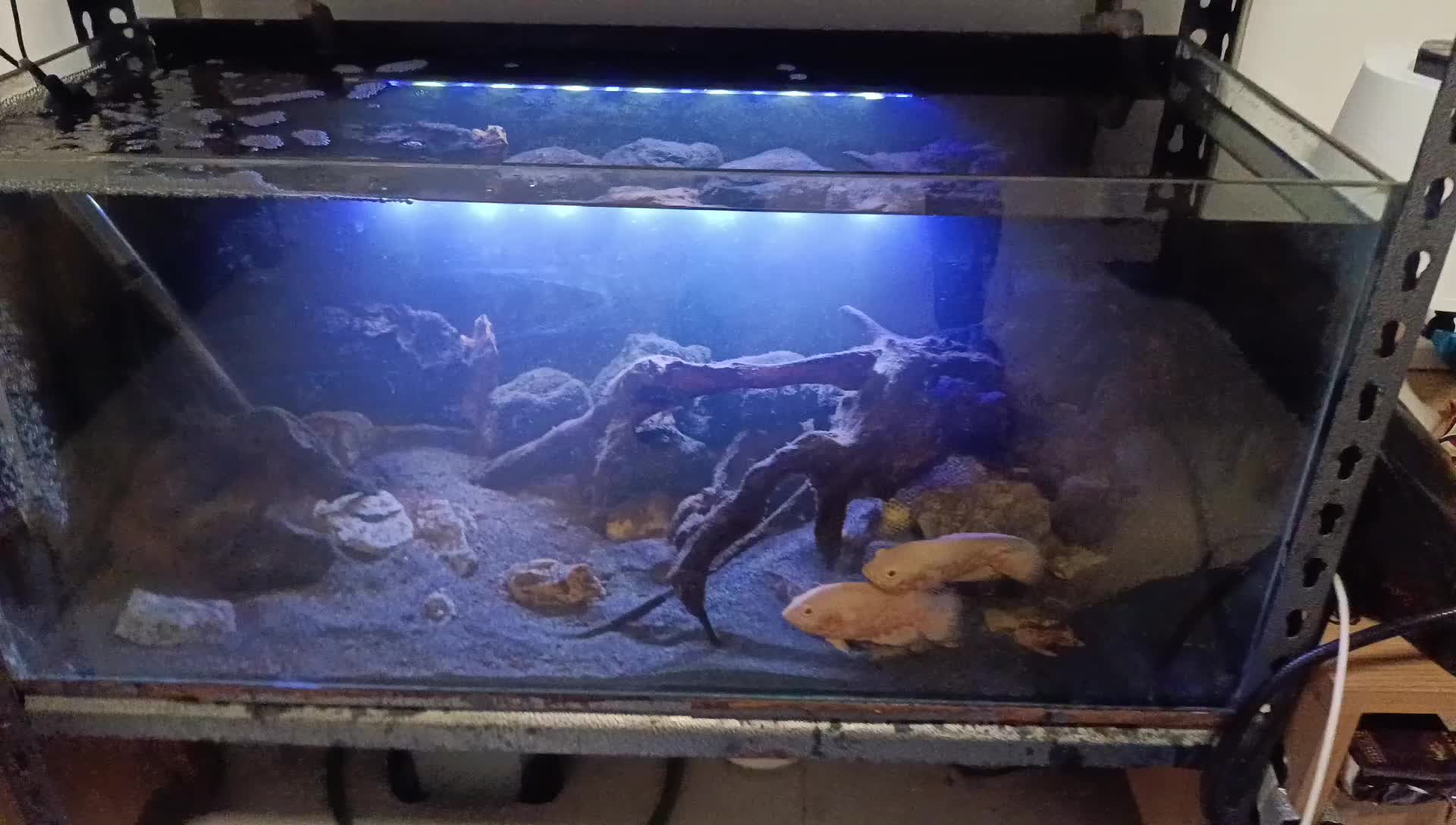 For Sale – 2 Complete Aquariums - 17