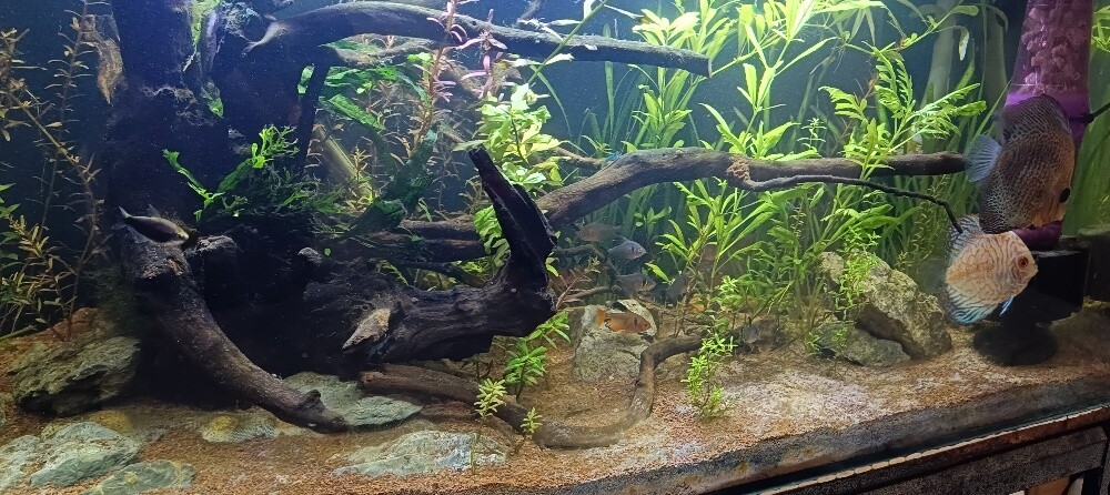 For Sale – 2 Complete Aquariums - 8