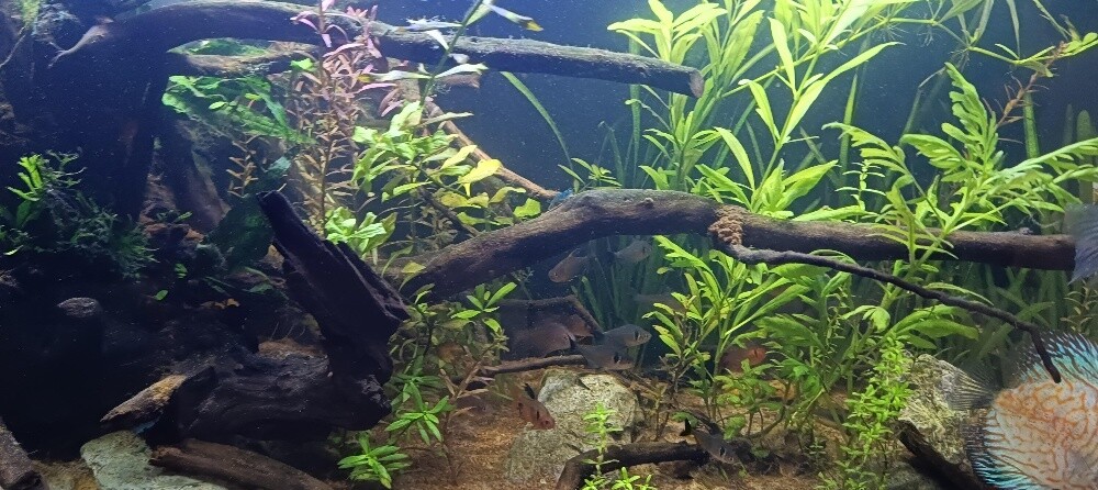 For Sale – 2 Complete Aquariums - 5