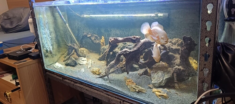 For Sale – 2 Complete Aquariums - 14