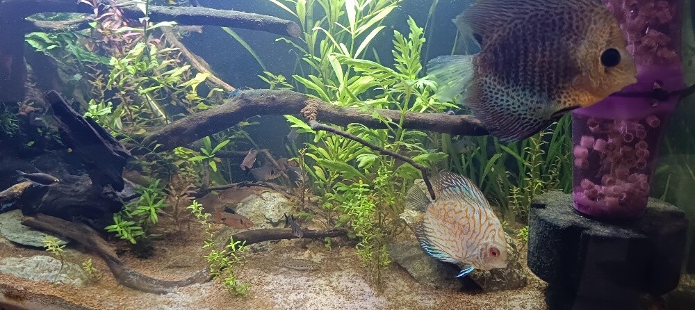 For Sale – 2 Complete Aquariums - 4