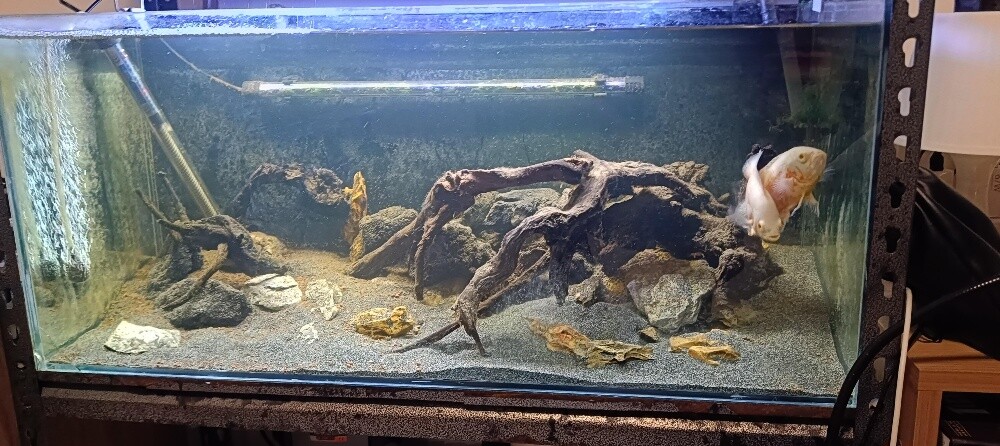 For Sale – 2 Complete Aquariums - 16