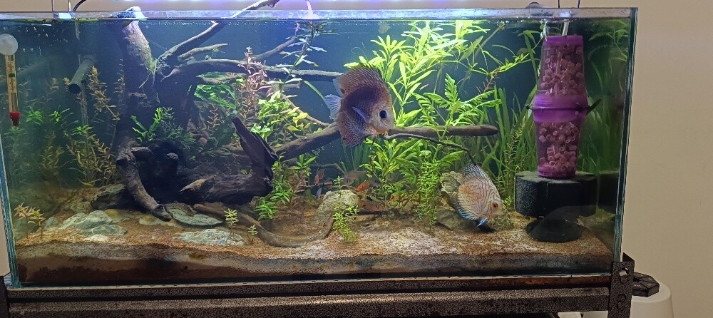 For Sale – 2 Complete Aquariums - 11