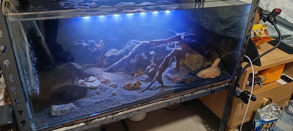 For Sale – 2 Complete Aquariums - 7