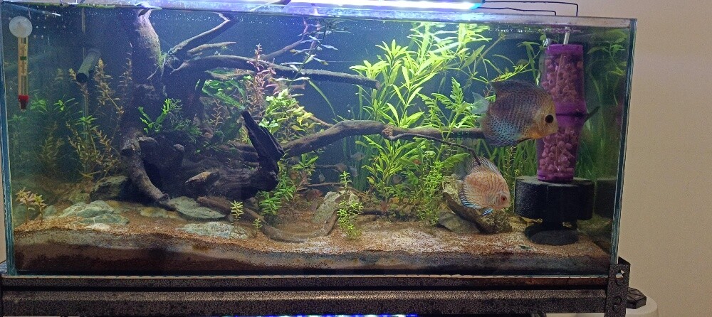 For Sale – 2 Complete Aquariums - 9