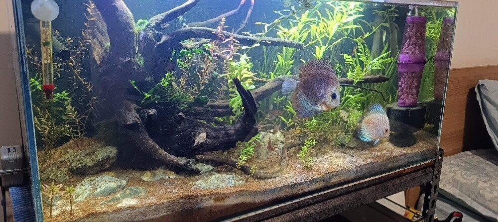 For Sale – 2 Complete Aquariums - 12