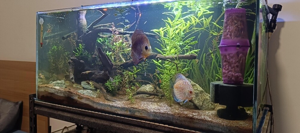 For Sale – 2 Complete Aquariums - 13
