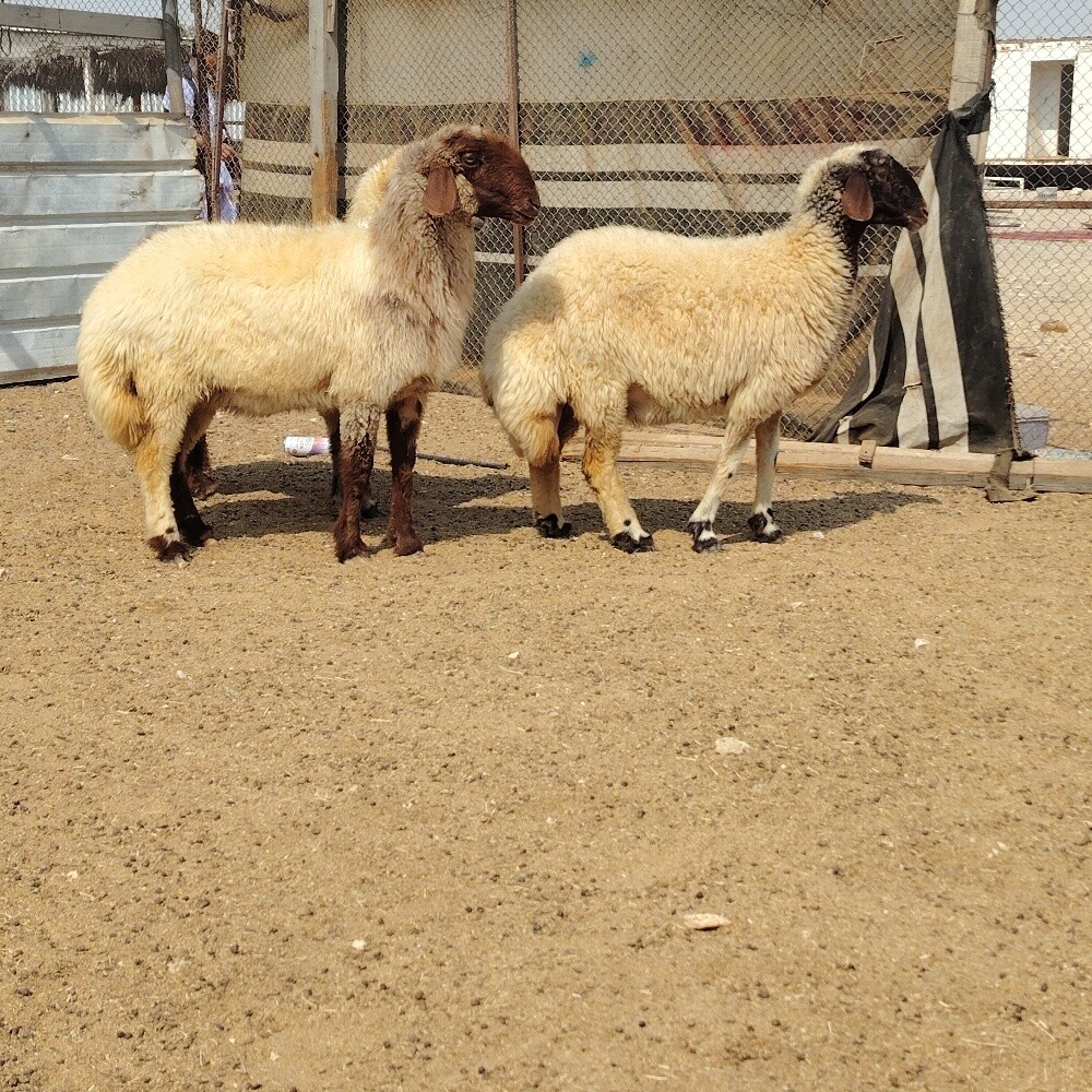شوهات سوريه صنف - 3