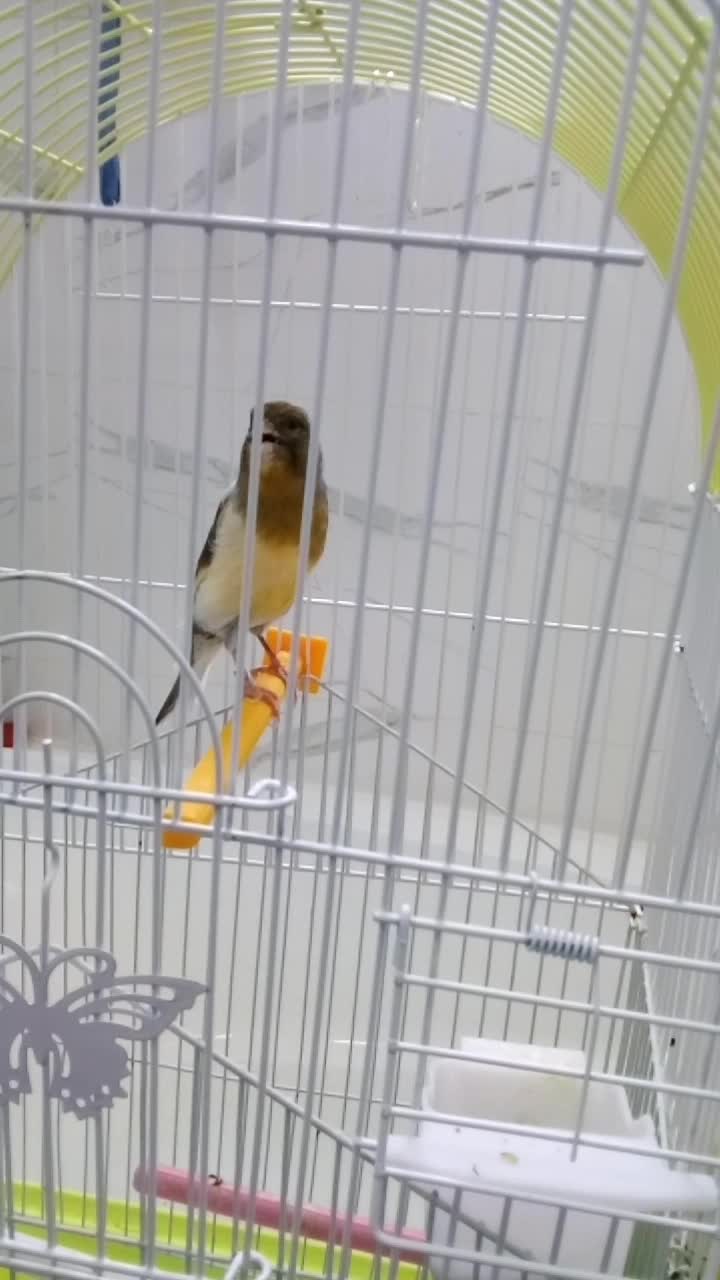 كناري سوري - 4