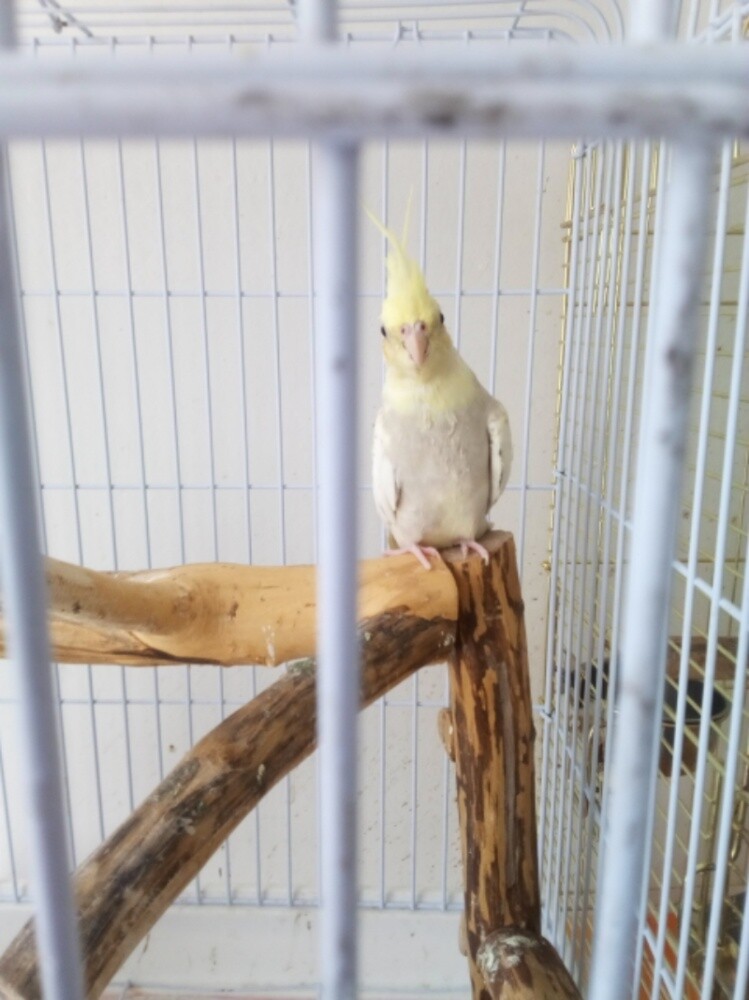 okokok - 4