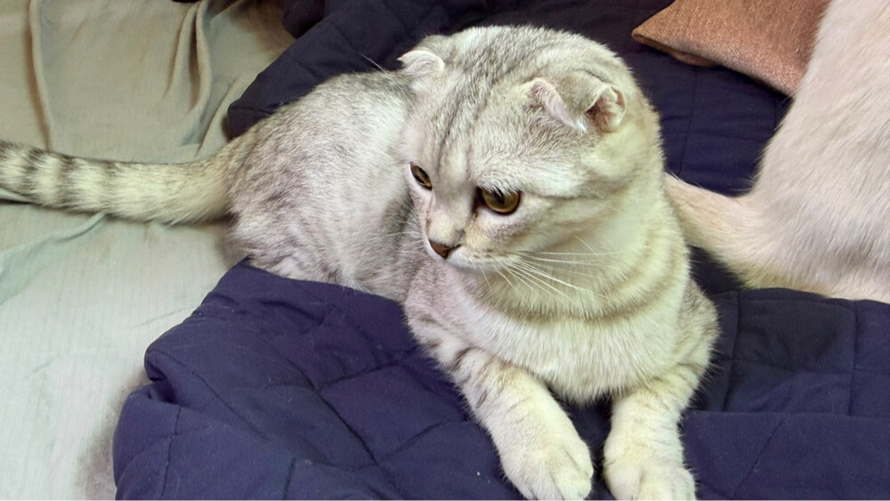 سكوتش فولد - 5