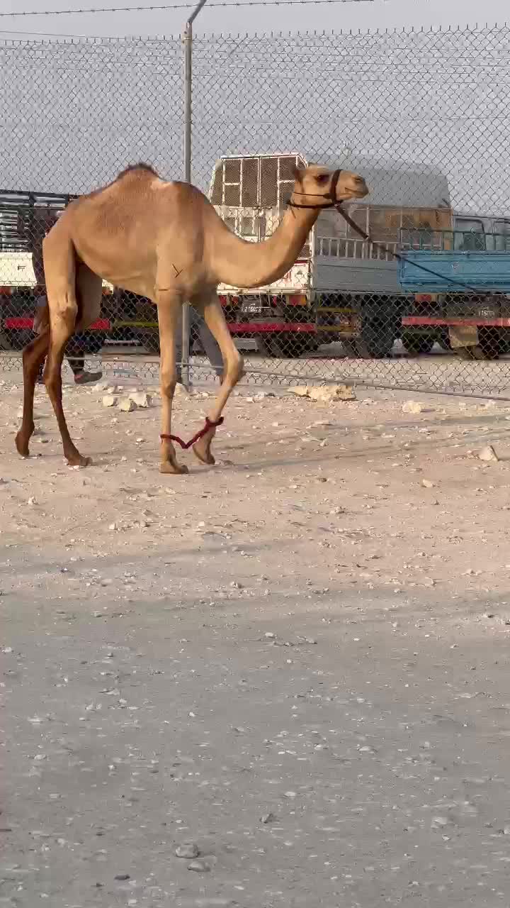 بكرة حقة - 1