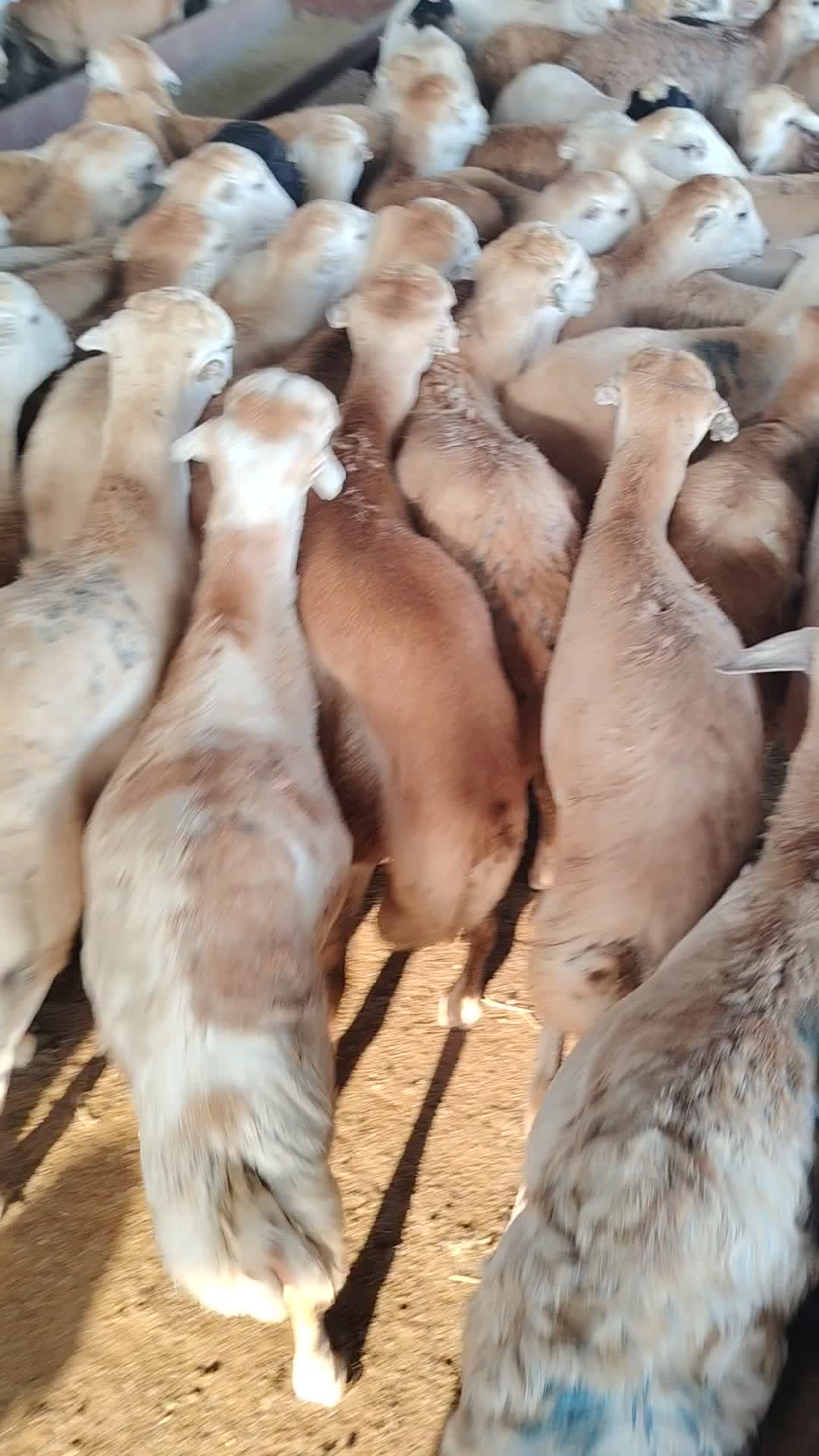 للبيع خرفان - 1