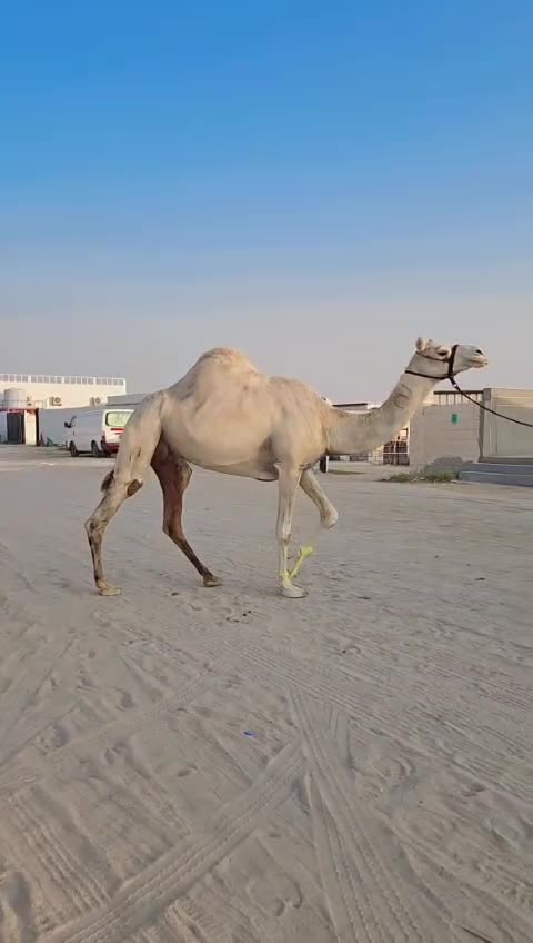 للبيع عشرا سودانيه سليمت البروسلا - 1