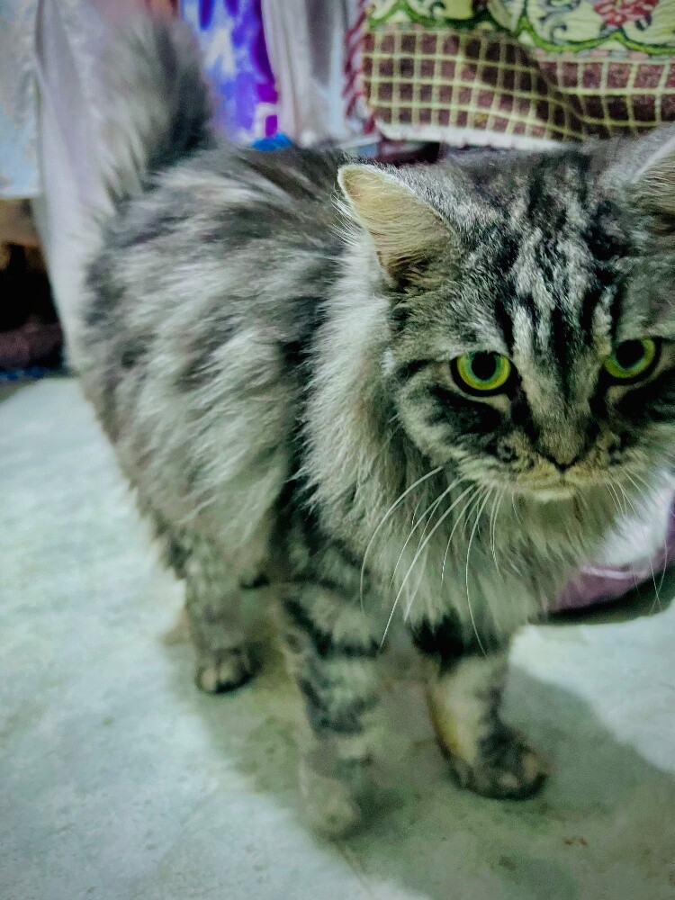my lovely cutie for sell - 8