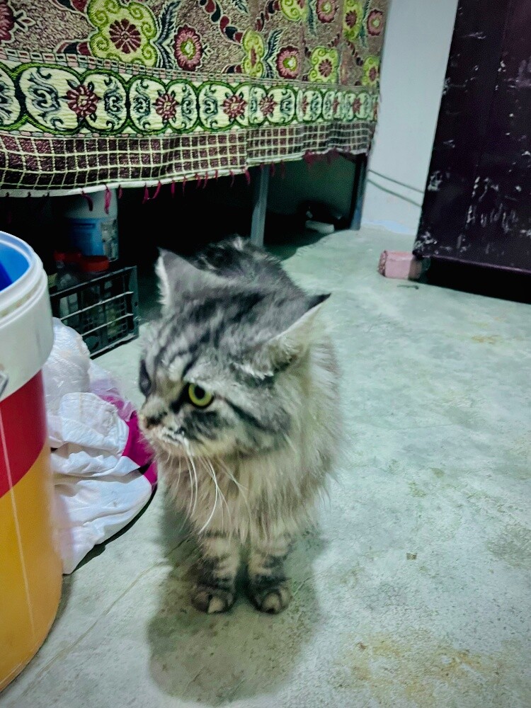my lovely cutie for sell - 2