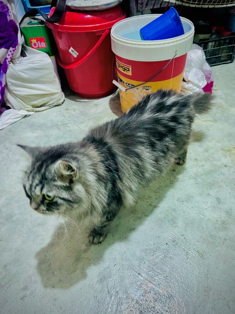 my lovely cutie for sell - 6