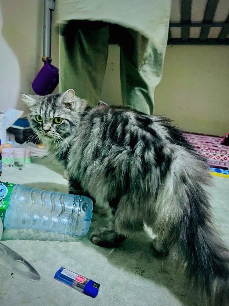 my lovely cutie for sell - 5