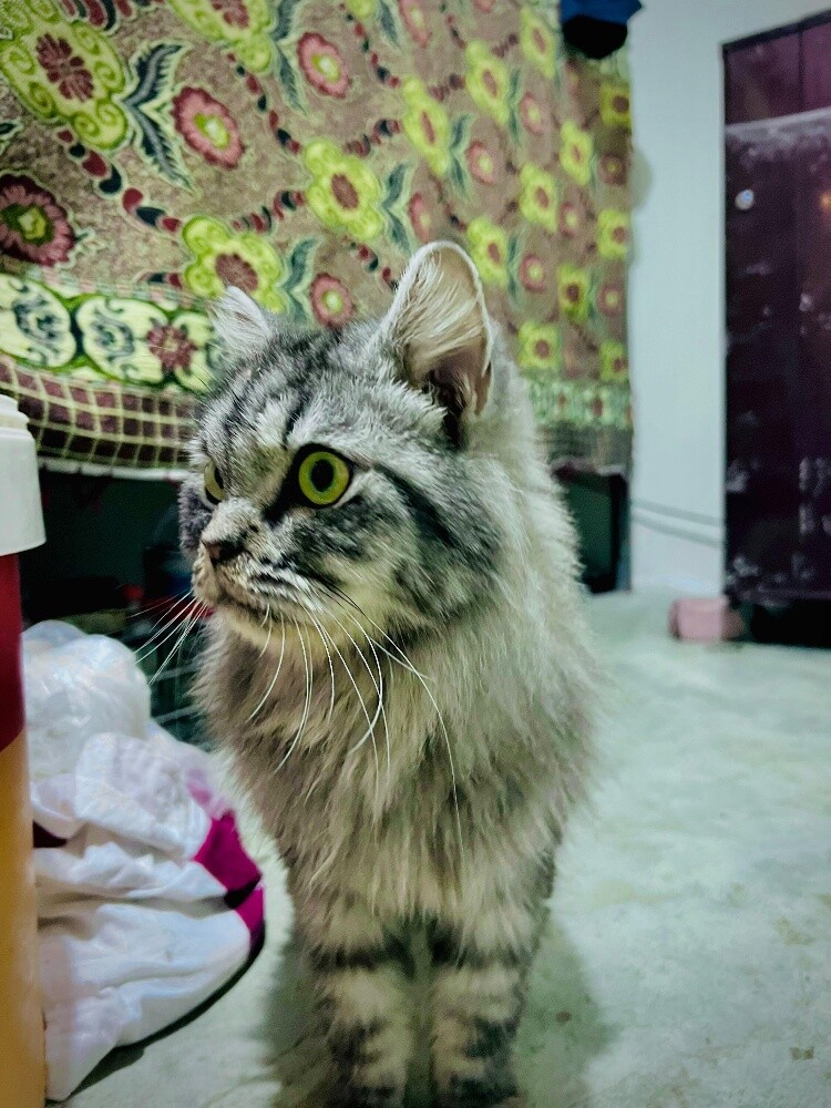 my lovely cutie for sell - 3