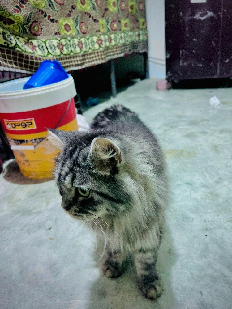 my lovely cutie for sell - 4