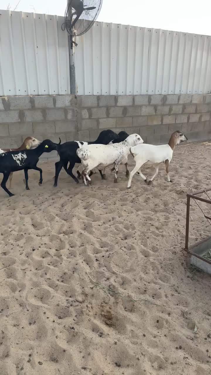 رخال بربر - 1