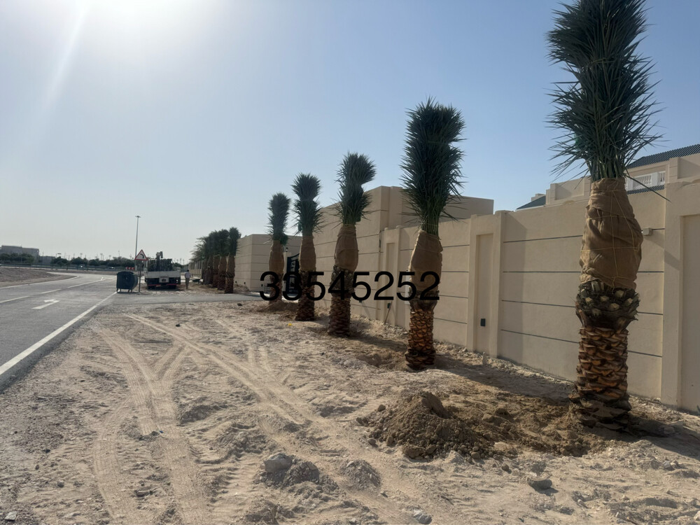 نخل وشنتطنا زينه - 16