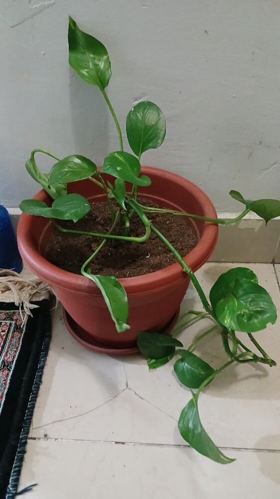 Plants - 3