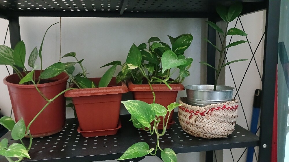 Plants - 1
