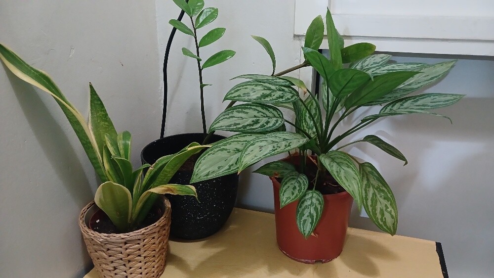 Plants - 2