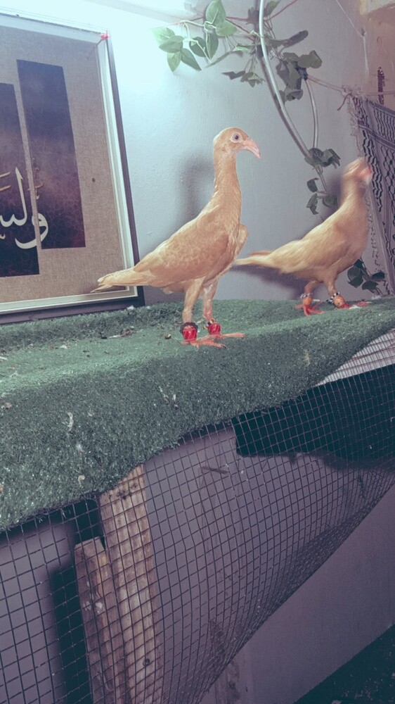 27 حبه كلو شغال سعر جمله الصامل - 10