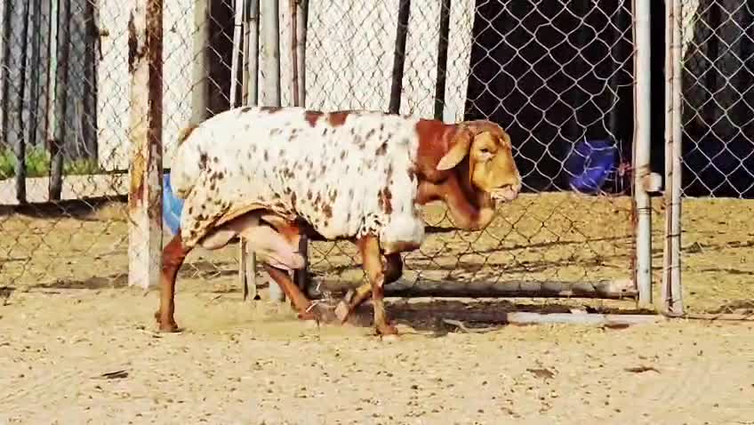 للبيع فحل بربري بيرشن طيب - 4