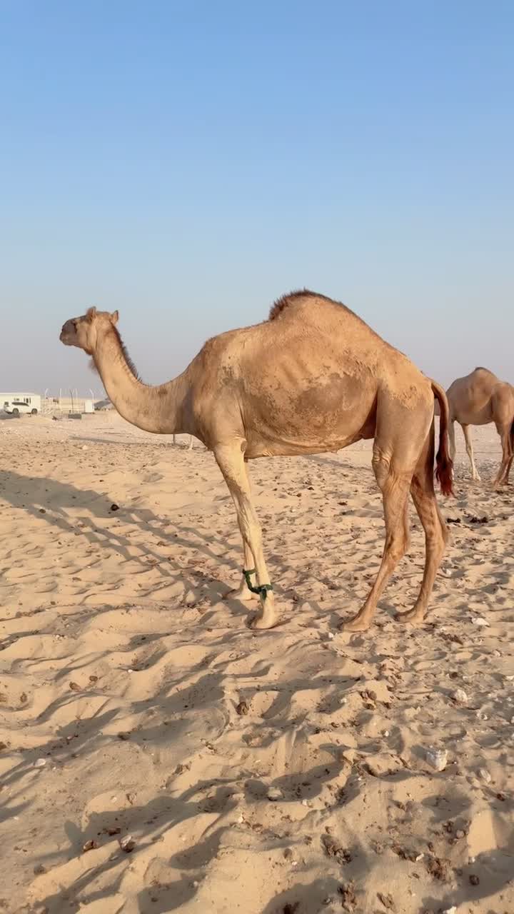عشراء - 2