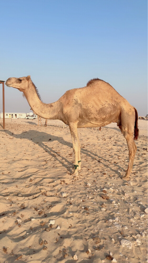 عشراء - 1