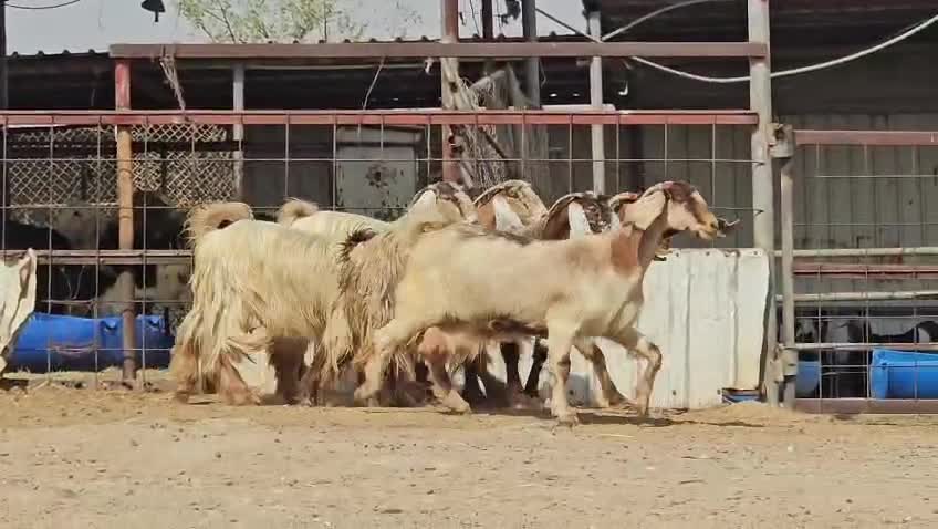 للبيع معزه عوارض صفر فاخره دفيع - 3