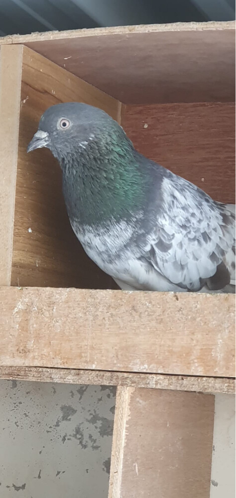 للبيع حمام دحول سمين ونشيط حق علف - 1