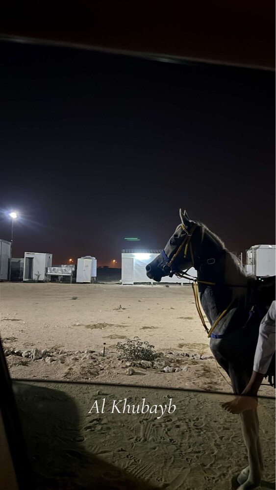 حصان فحل البيع - 1