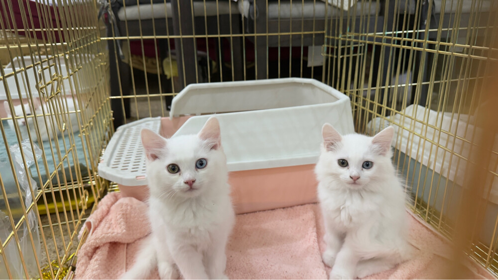 Russian sherazi cats  - 4