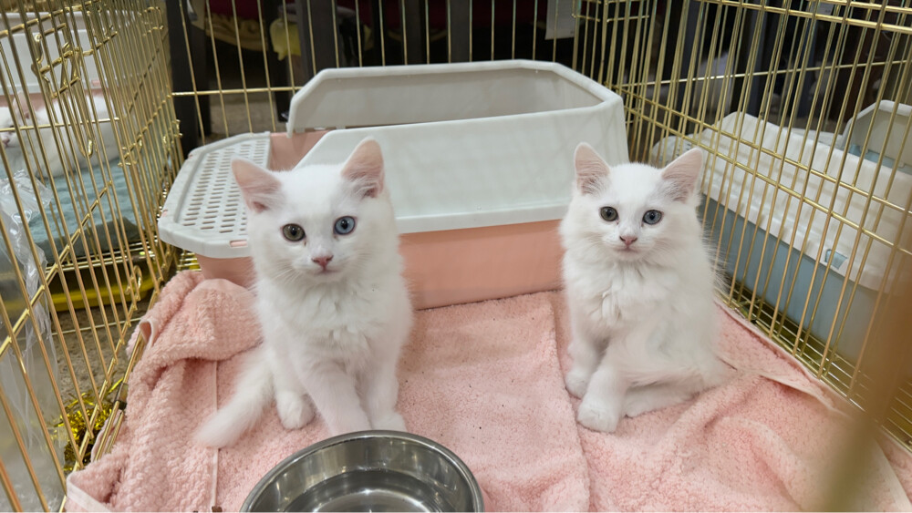 Russian sherazi cats  - 5