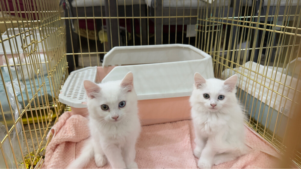 Russian sherazi cats  - 3