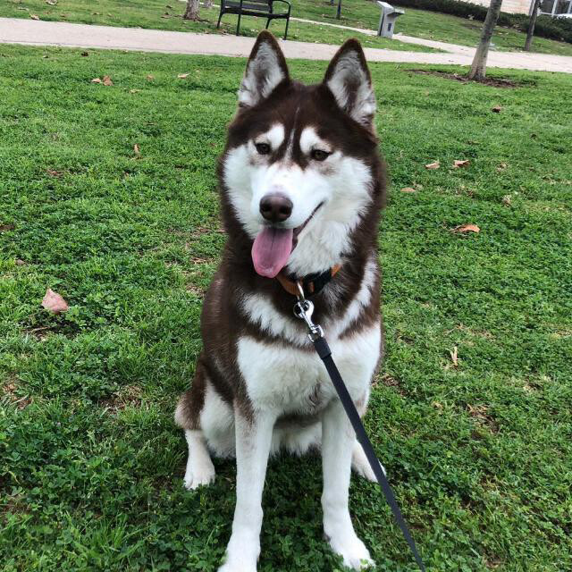 need a husky - 1