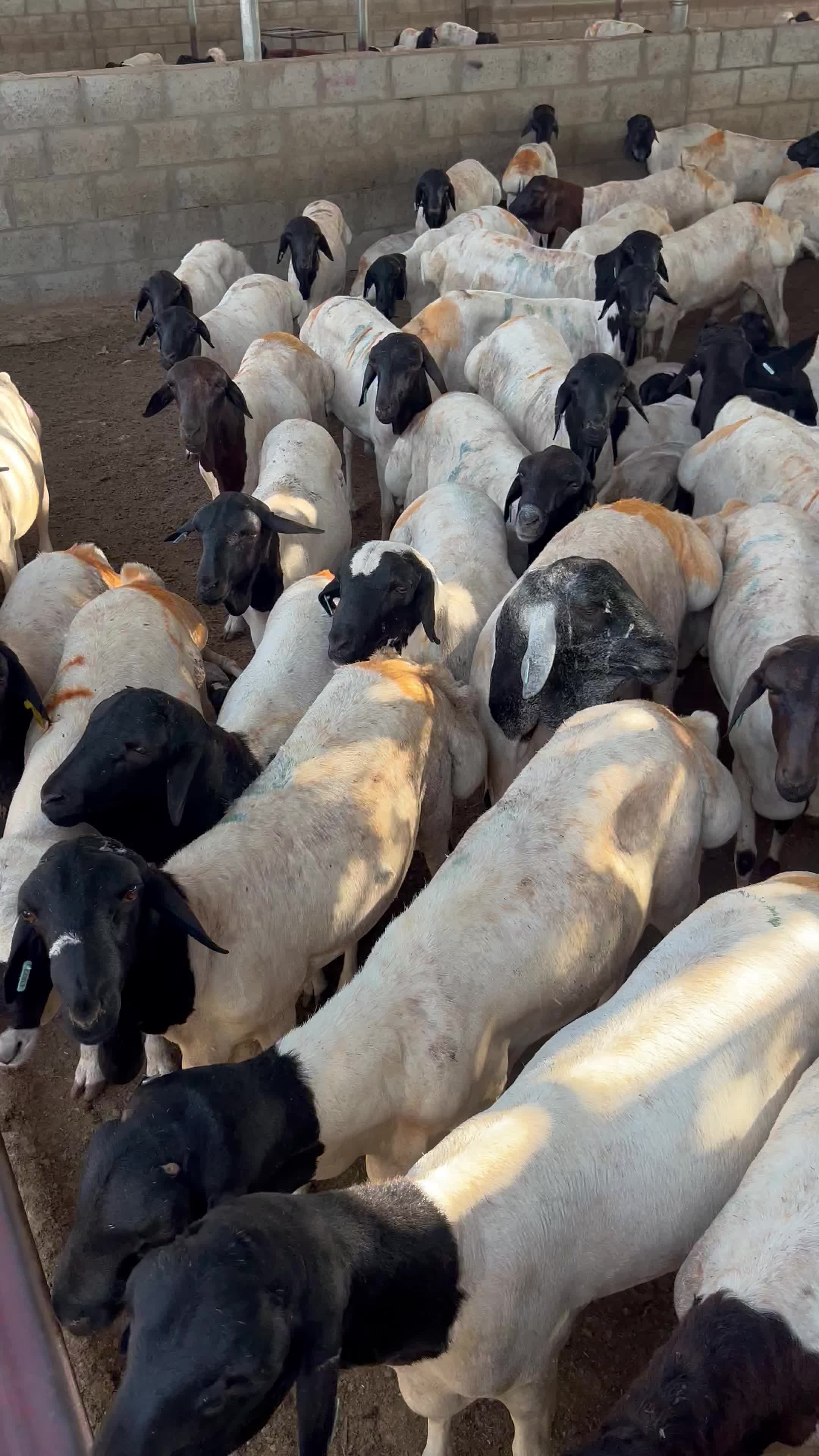 خاروف بربري نخب اول - 1