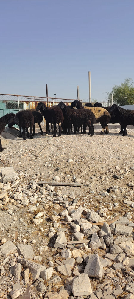 للبيع شوهات عرب دفيع - 4