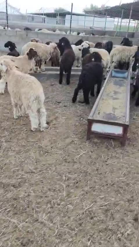 Small Sheep  - 1