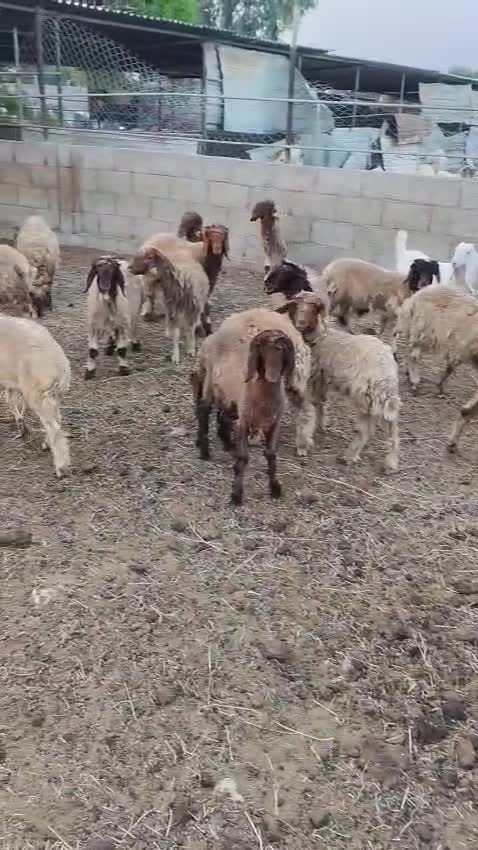 Sheep  - 1