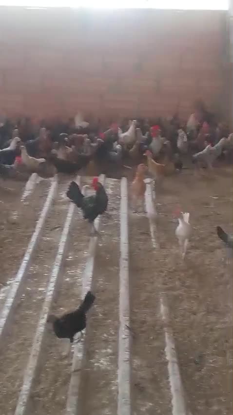 Chicken Big  - 1