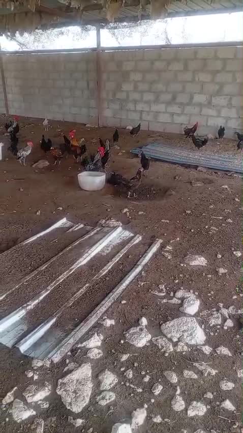Chicken Big for Egg - 1
