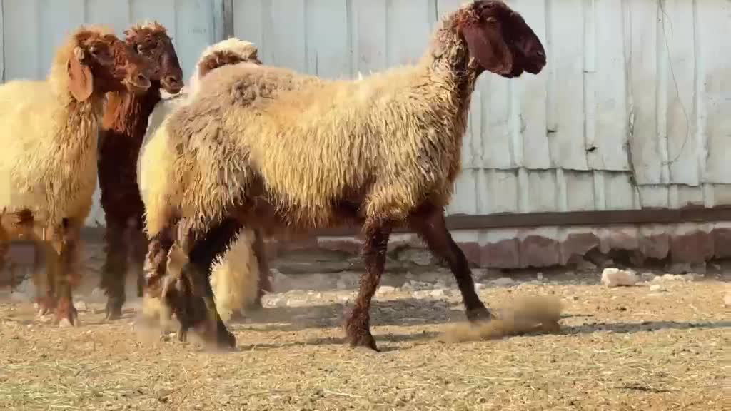 للبيع رخال سوريه صنف فاخره طيبه - 4
