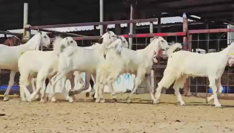 للبيع جمد مشاريك بيض برص طيبه - 1