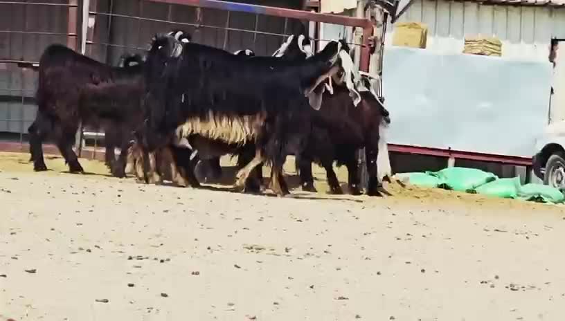 للبيع معزه عوارض فاخره طيبه - 4
